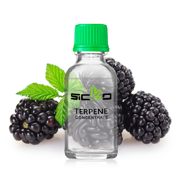 Blackberry Blast  Sicko Terpenes